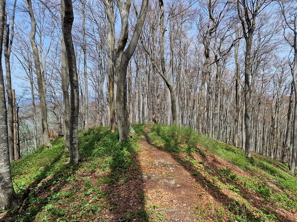 Slika je vidna v Google Chromu.