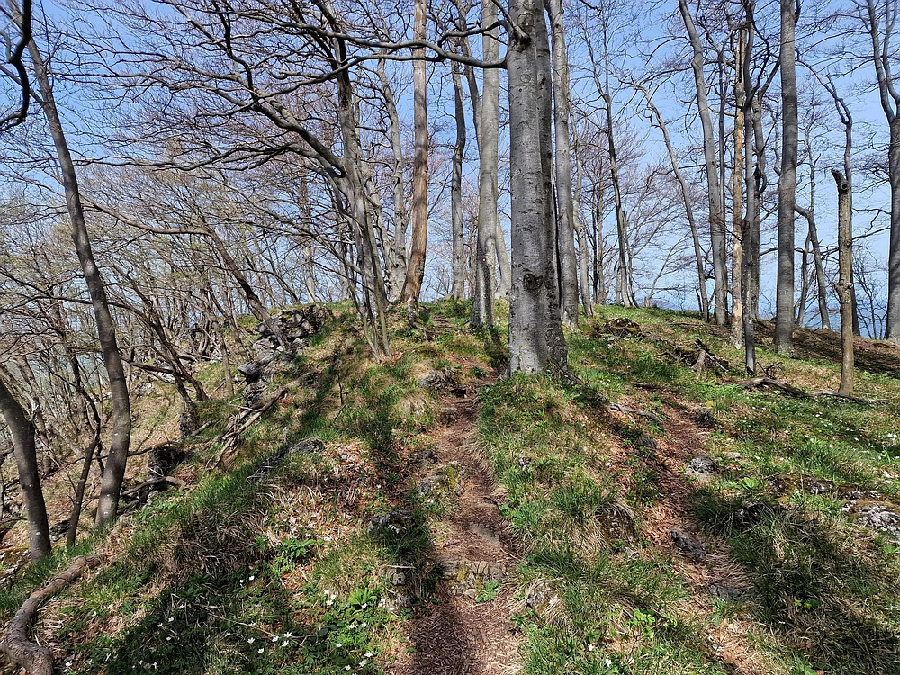 Slika je vidna v Google Chromu.