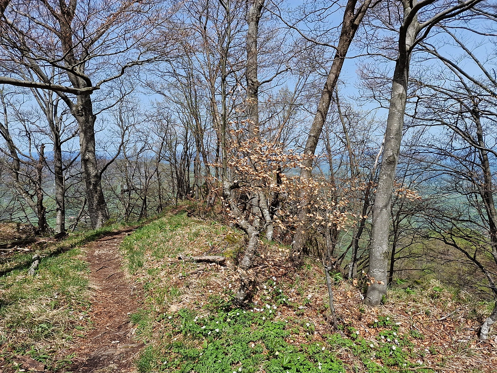 Slika je vidna v Google Chromu.