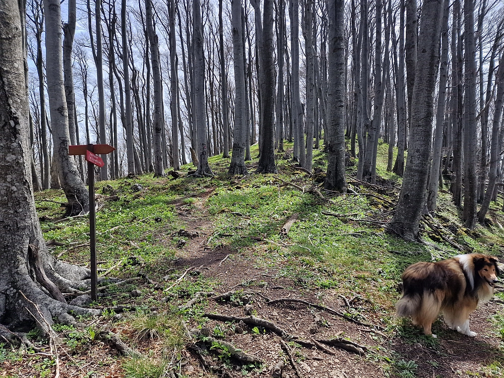Slika je vidna v Google Chromu.