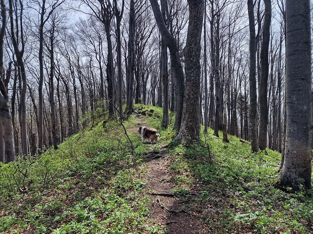 Slika je vidna v Google Chromu.