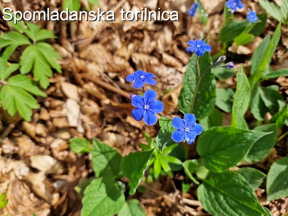 Slika je vidna v Google Chromu.
