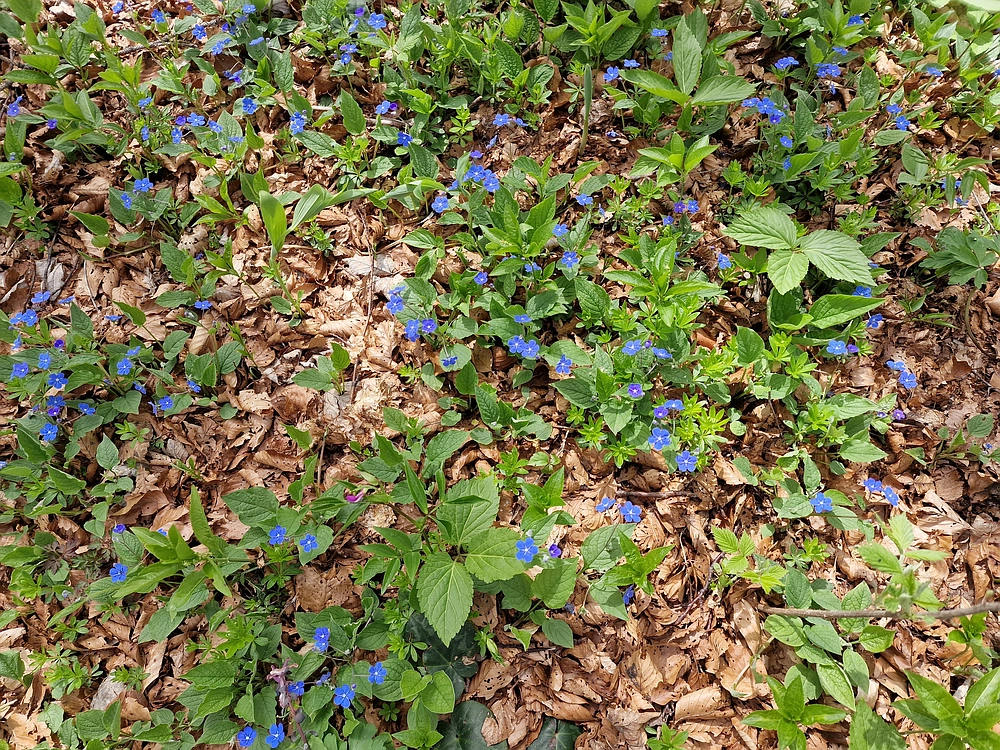 Slika je vidna v Google Chromu.