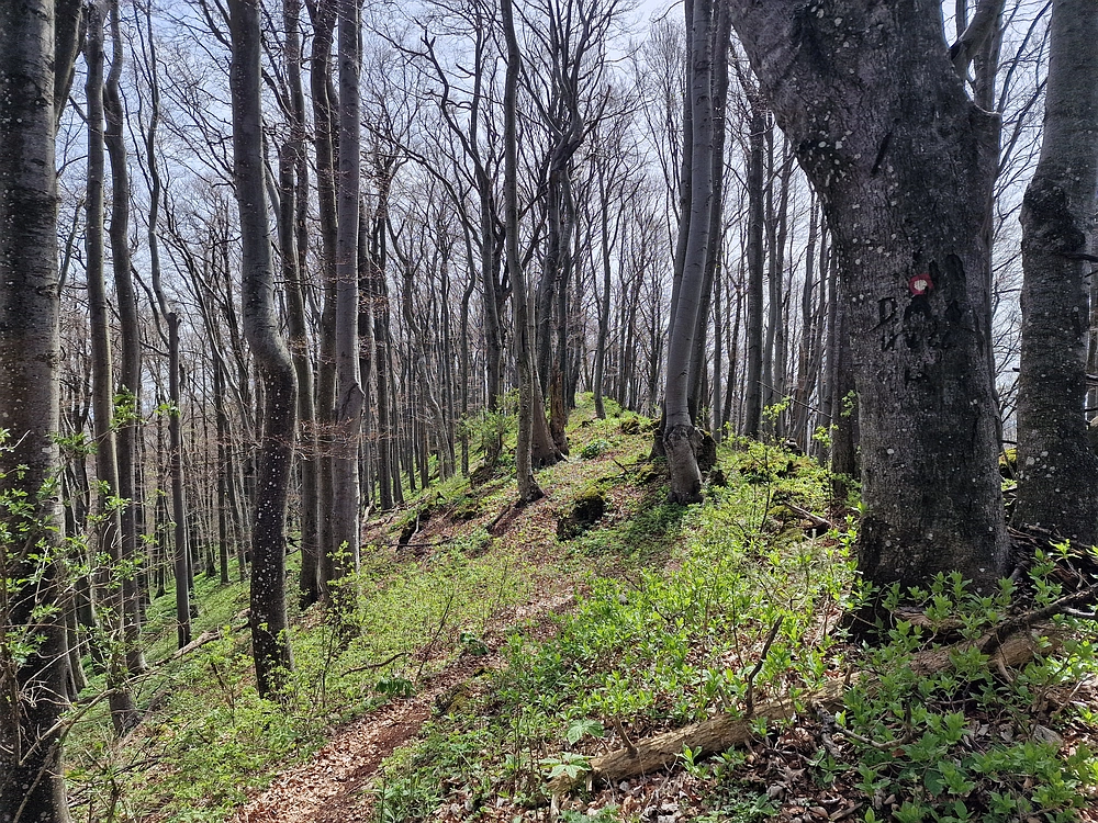 Slika je vidna v Google Chromu.