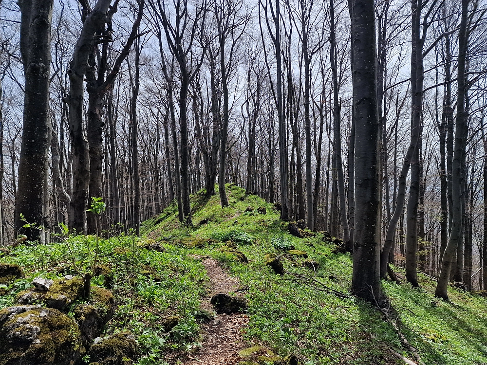 Slika je vidna v Google Chromu.