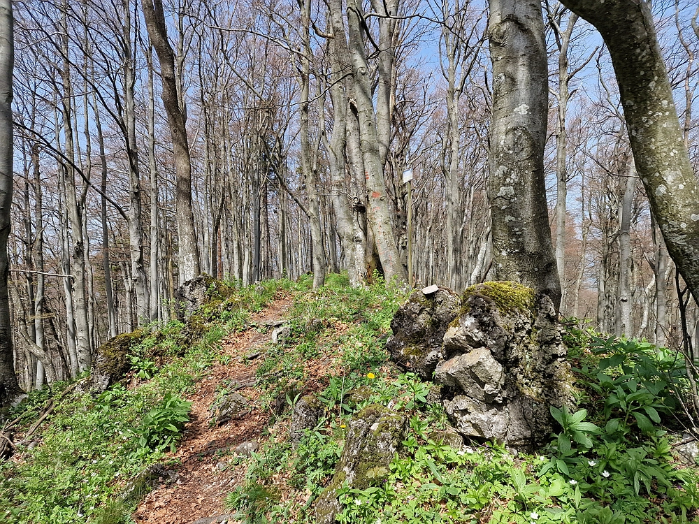 Slika je vidna v Google Chromu.