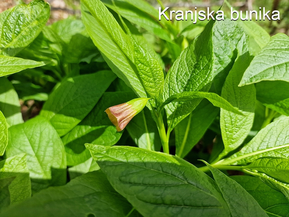 Slika je vidna v Google Chromu.