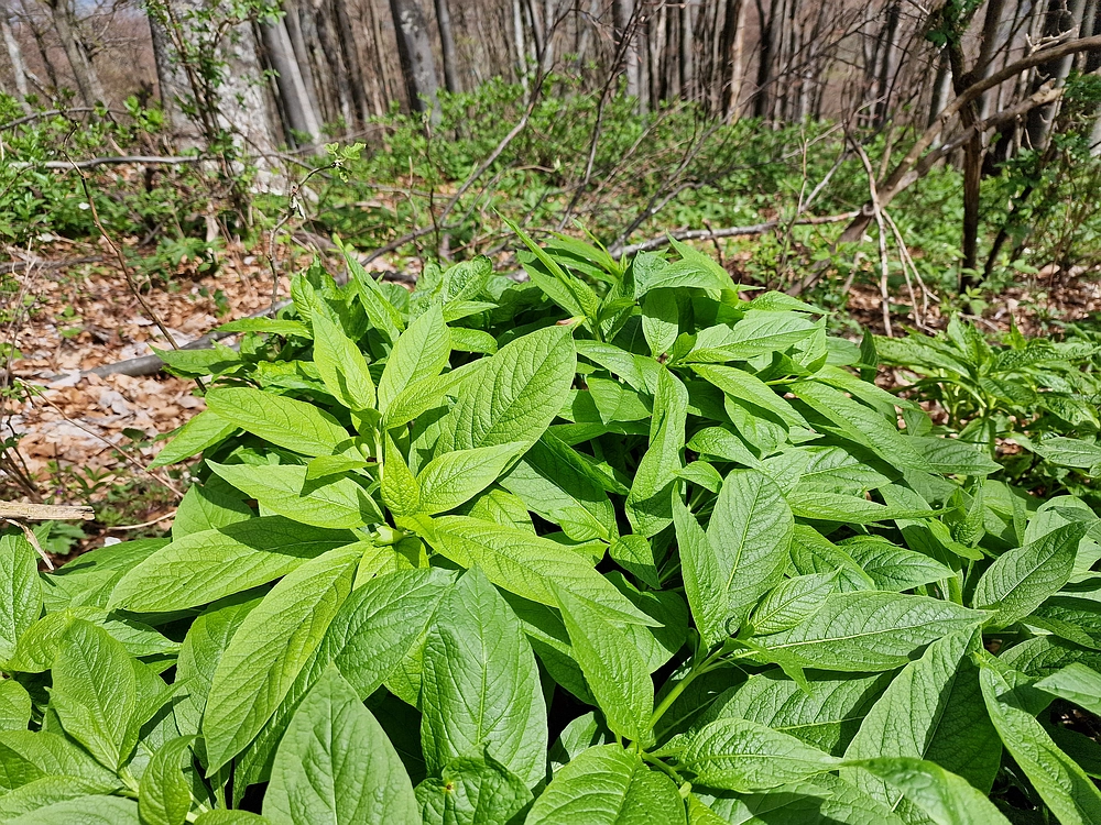 Slika je vidna v Google Chromu.