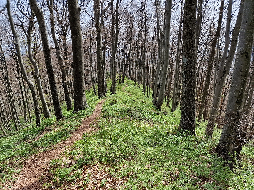 Slika je vidna v Google Chromu.