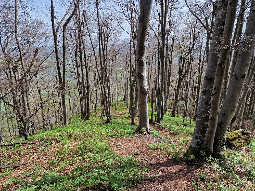 Slika je vidna v Google Chromu.