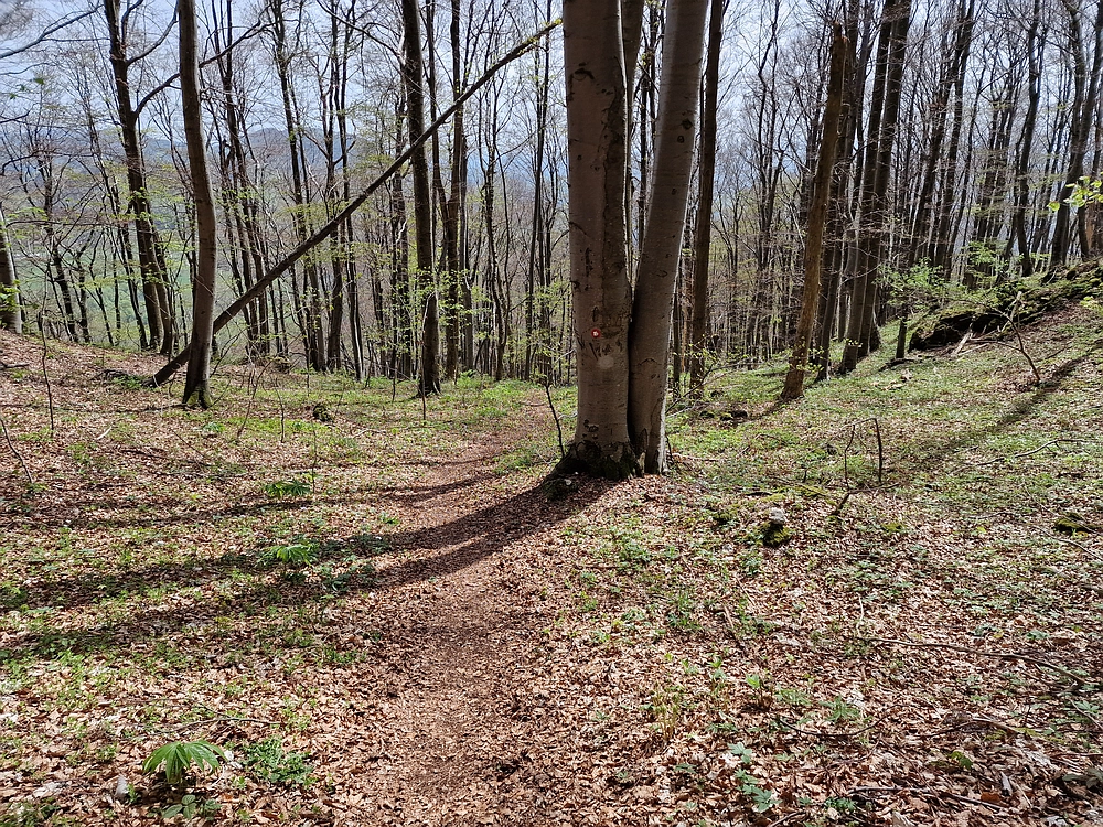Slika je vidna v Google Chromu.