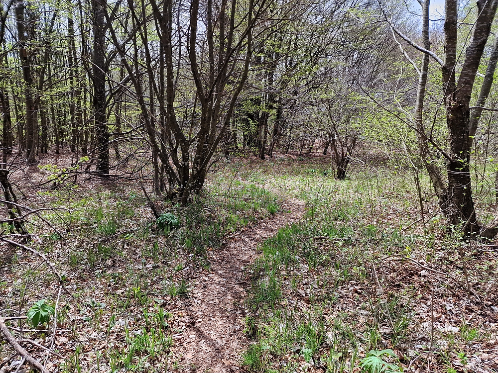 Slika je vidna v Google Chromu.