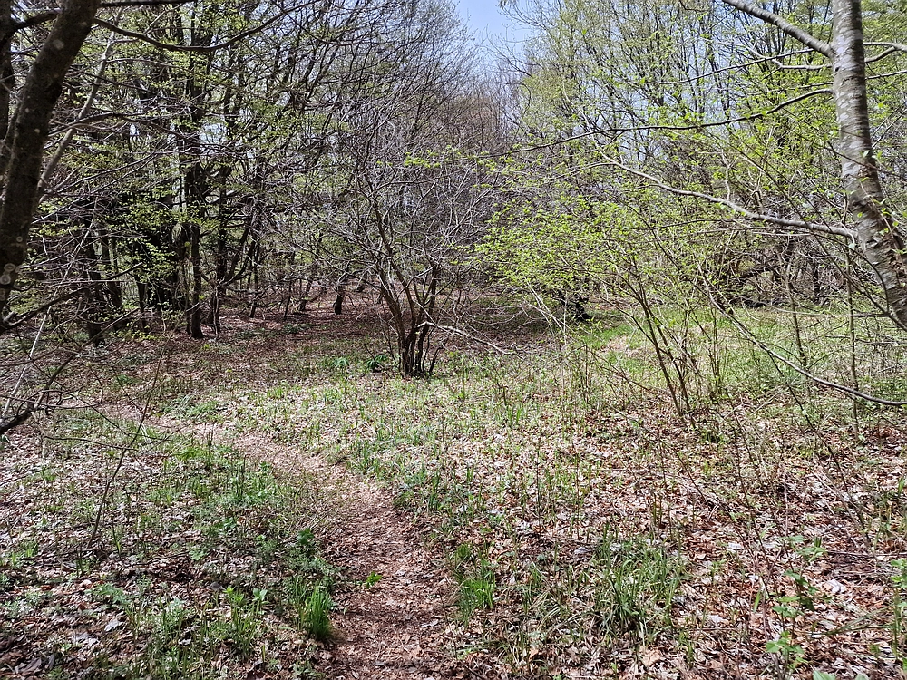 Slika je vidna v Google Chromu.