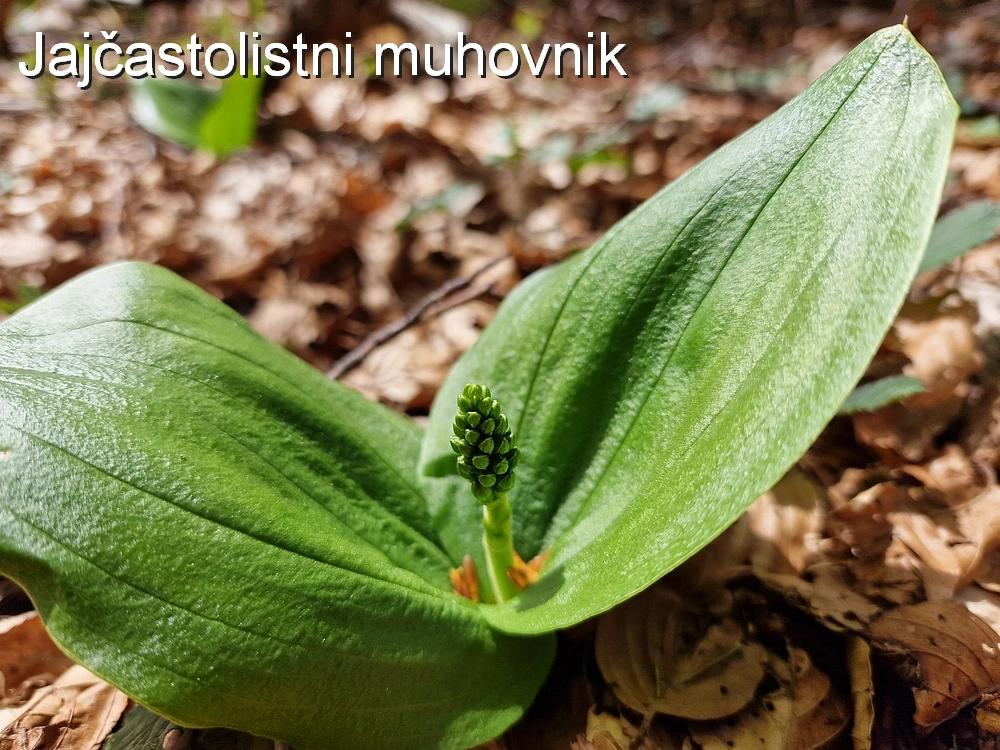 Slika je vidna v Google Chromu.