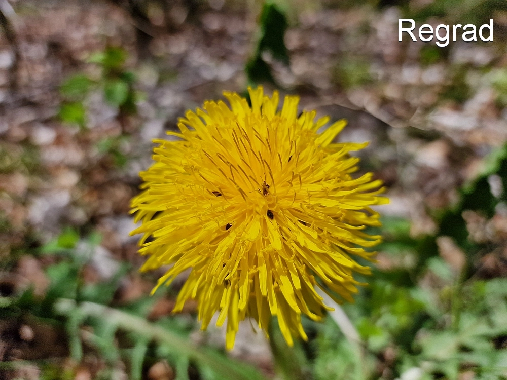 Slika je vidna v Google Chromu.