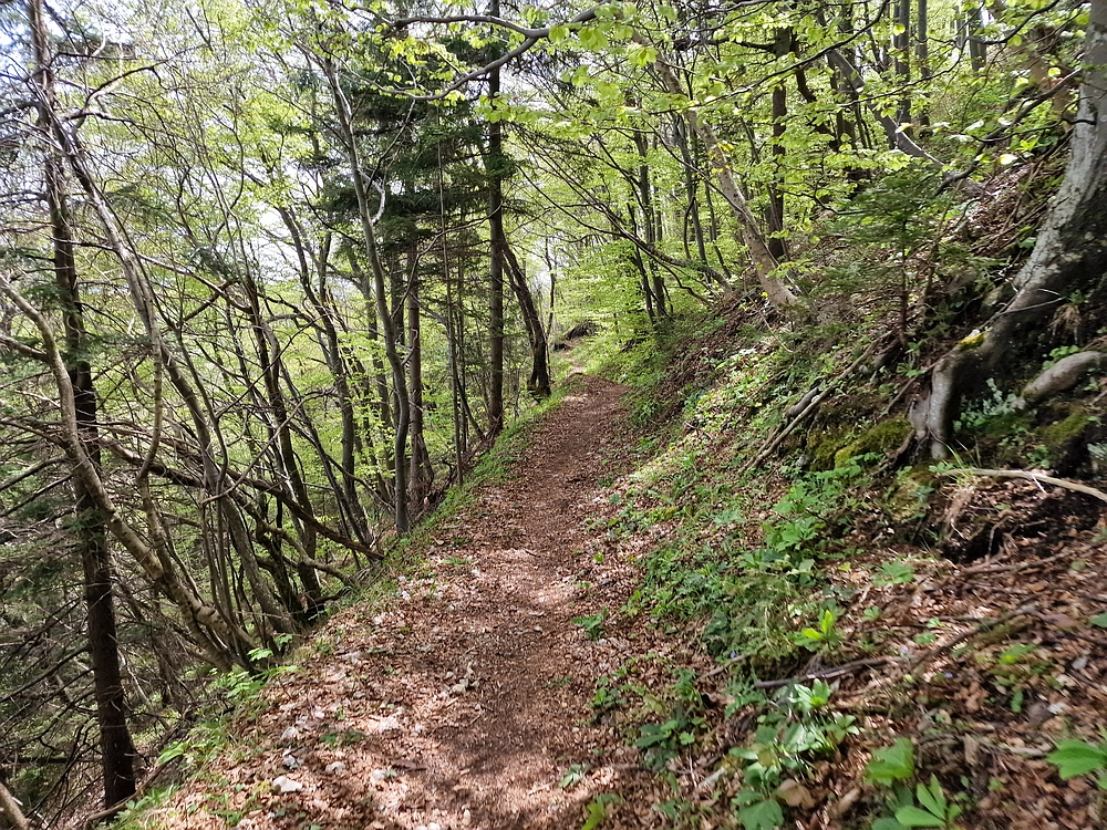 Slika je vidna v Google Chromu.