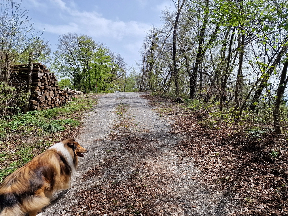Slika je vidna v Google Chromu.