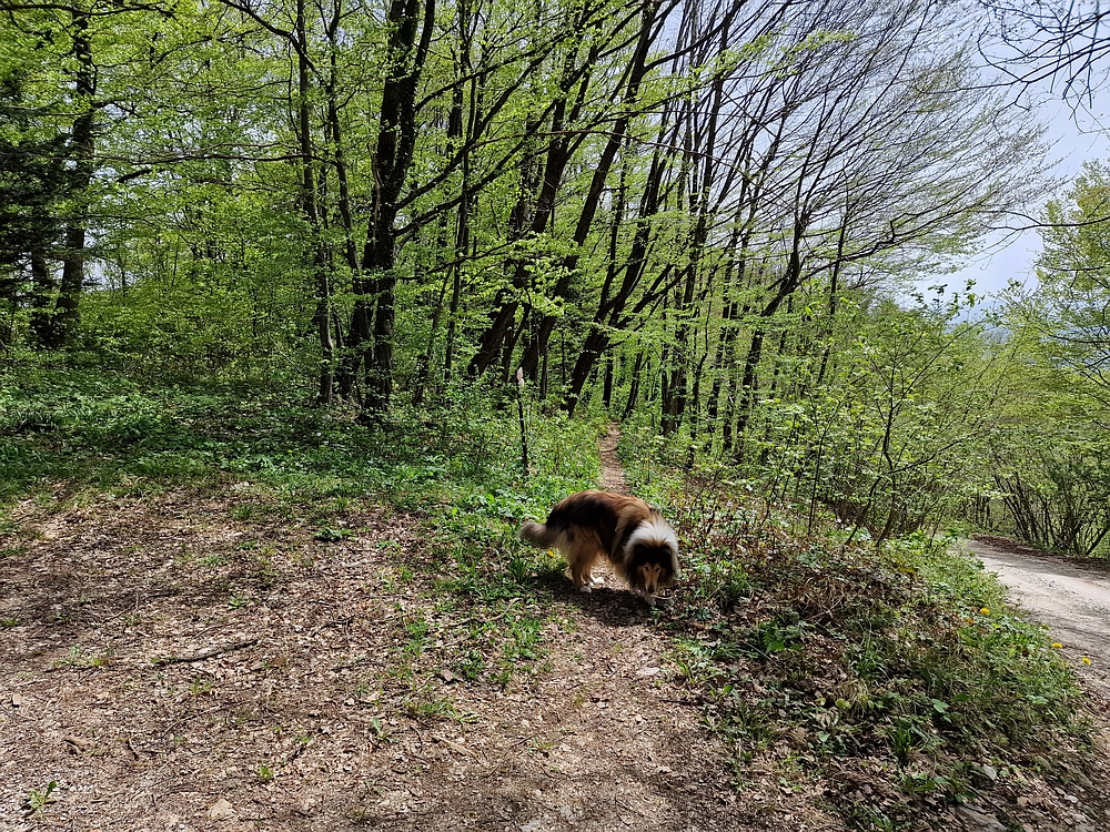 Slika je vidna v Google Chromu.
