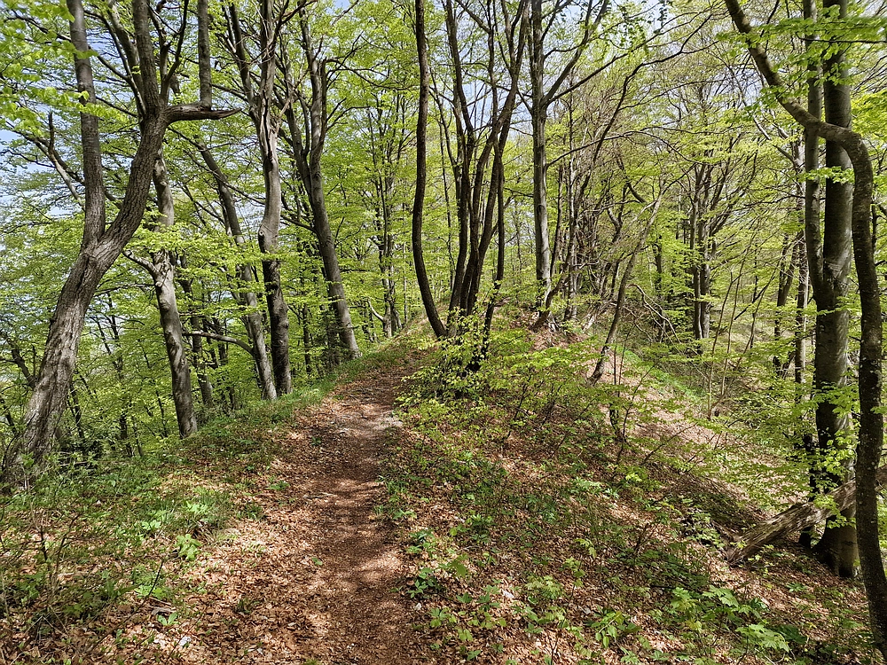 Slika je vidna v Google Chromu.