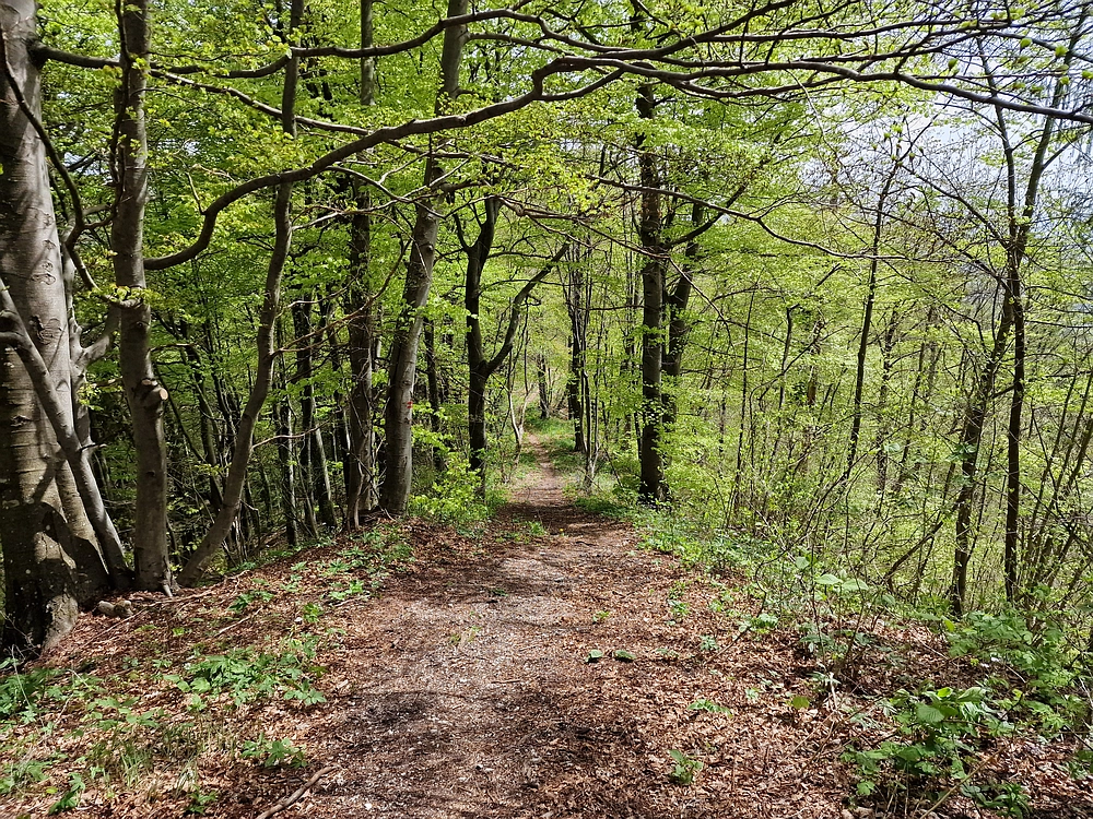 Slika je vidna v Google Chromu.