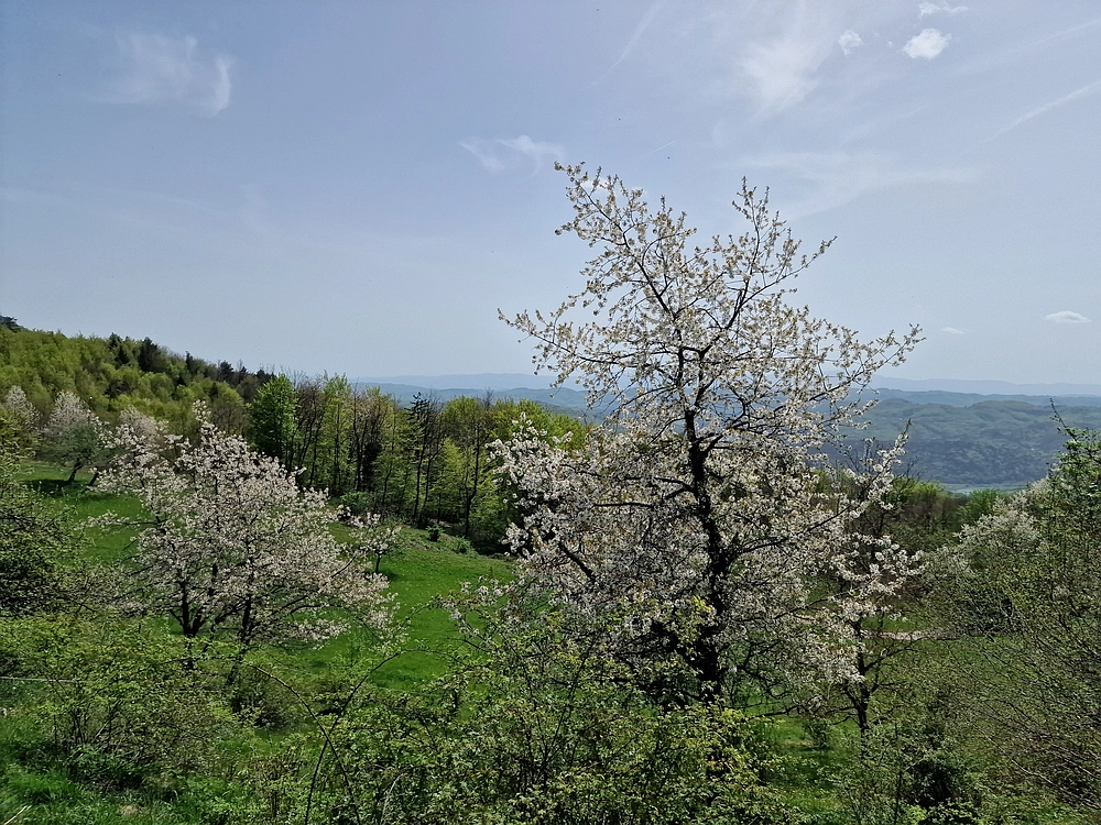 Slika je vidna v Google Chromu.