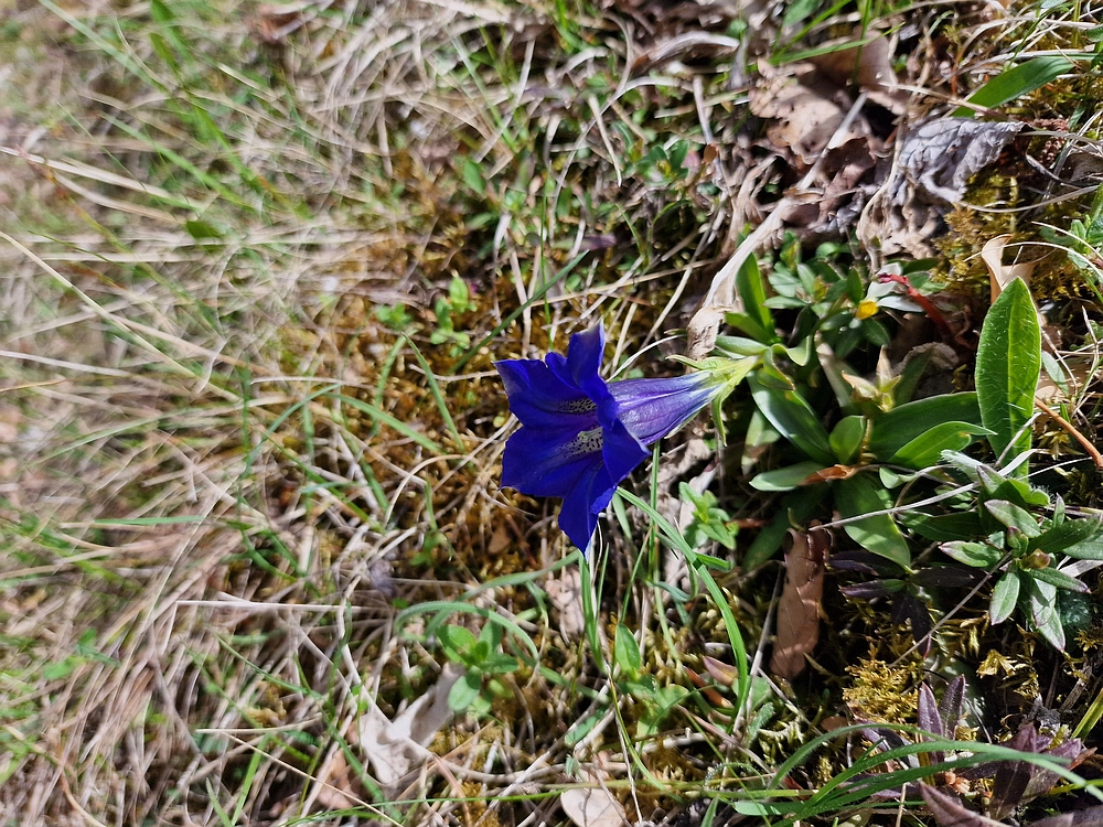 Slika je vidna v Google Chromu.