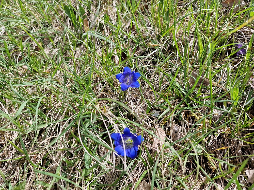 Slika je vidna v Google Chromu.