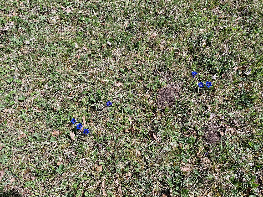 Slika je vidna v Google Chromu.