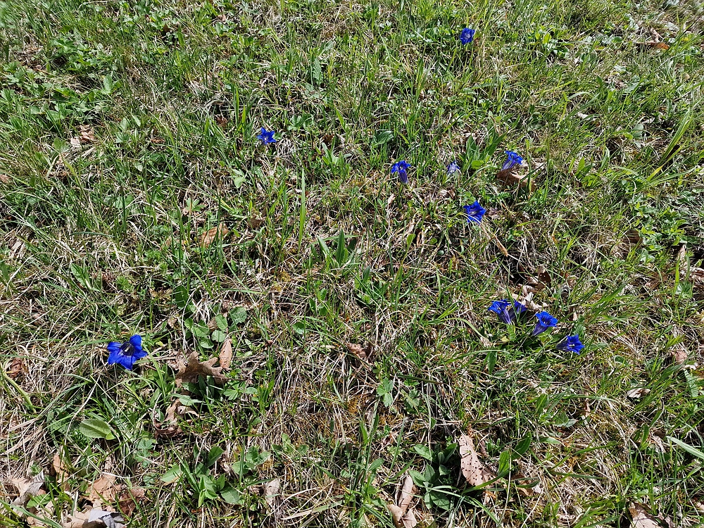 Slika je vidna v Google Chromu.