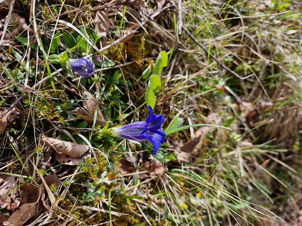 Slika je vidna v Google Chromu.