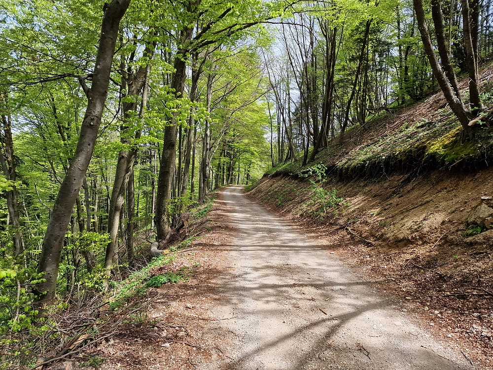Slika je vidna v Google Chromu.