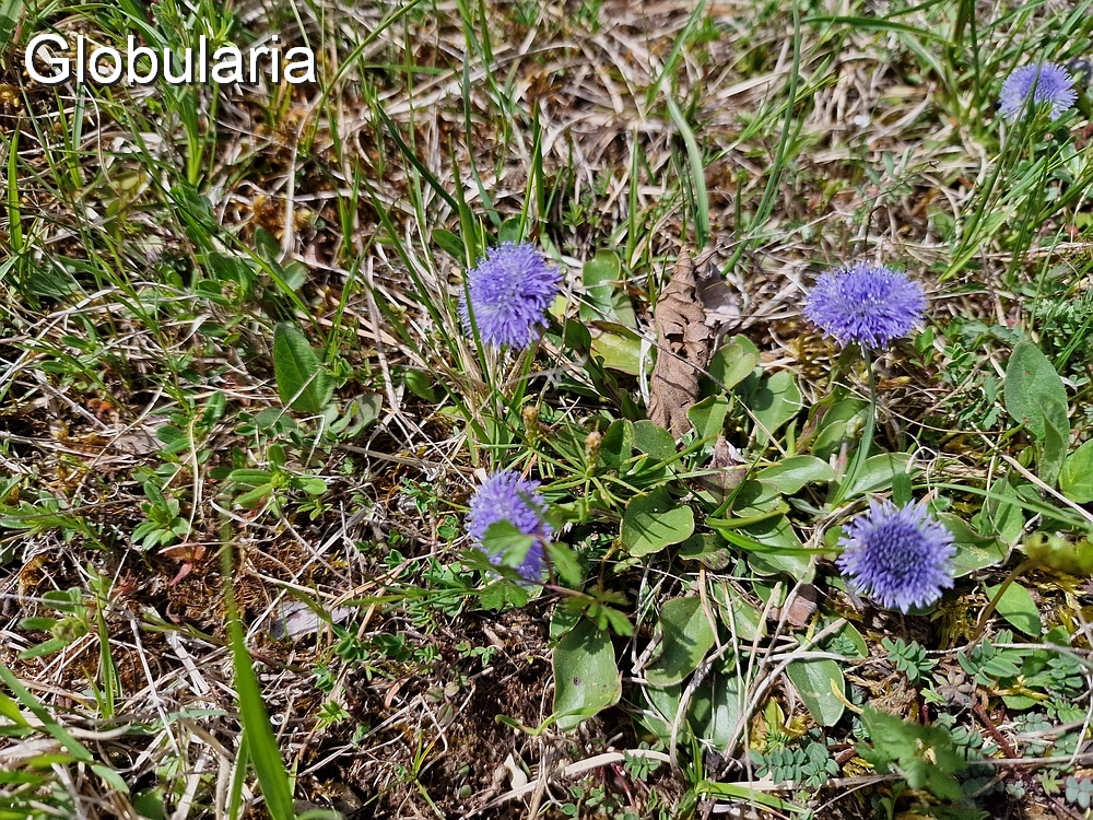 Slika je vidna v Google Chromu.