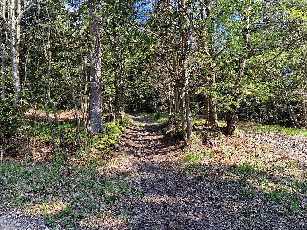 Slika je vidna v Google Chromu.