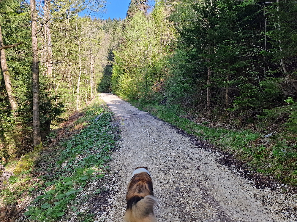 Slika je vidna v Google Chromu.