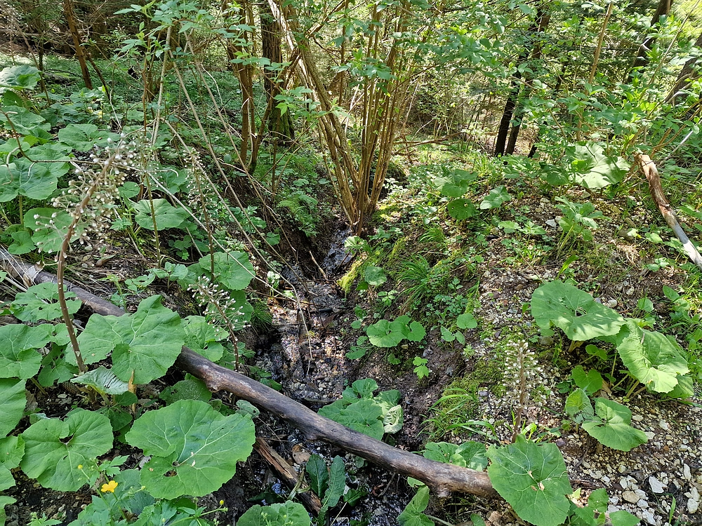 Slika je vidna v Google Chromu.