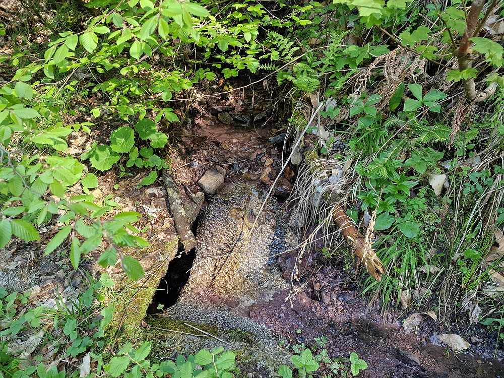 Slika je vidna v Google Chromu.