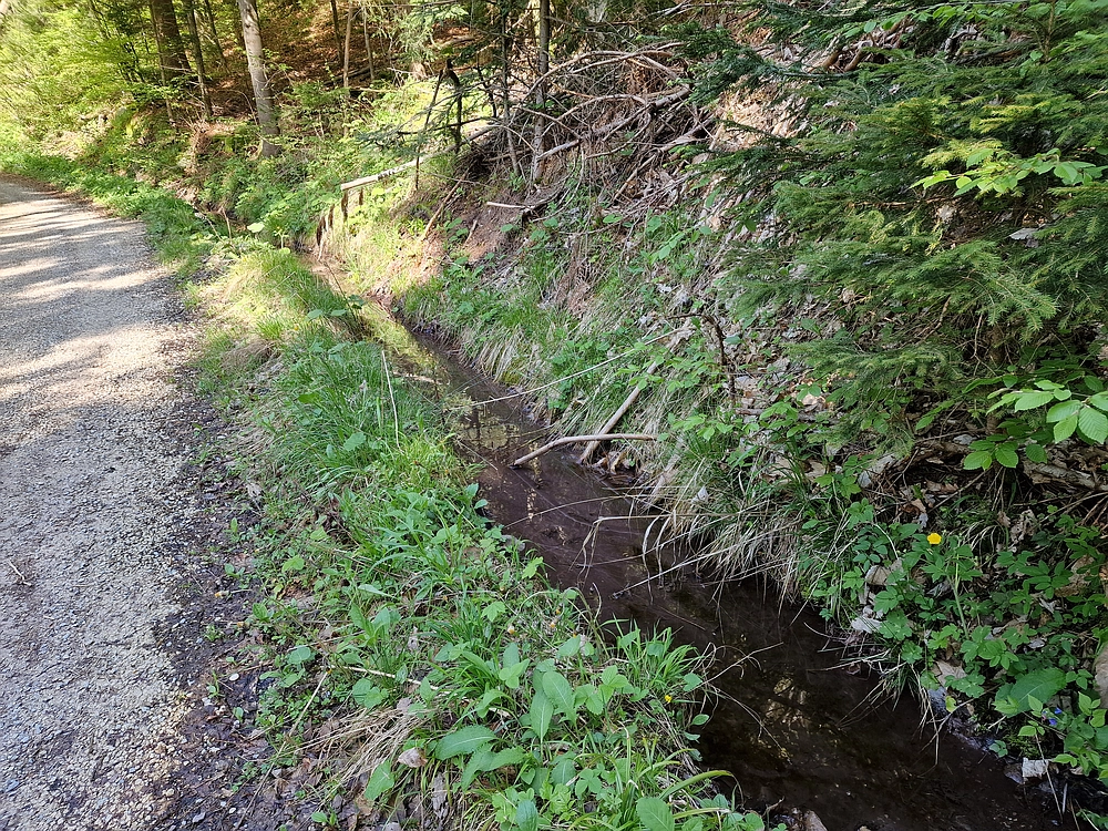 Slika je vidna v Google Chromu.