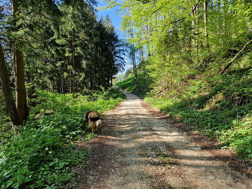Slika je vidna v Google Chromu.