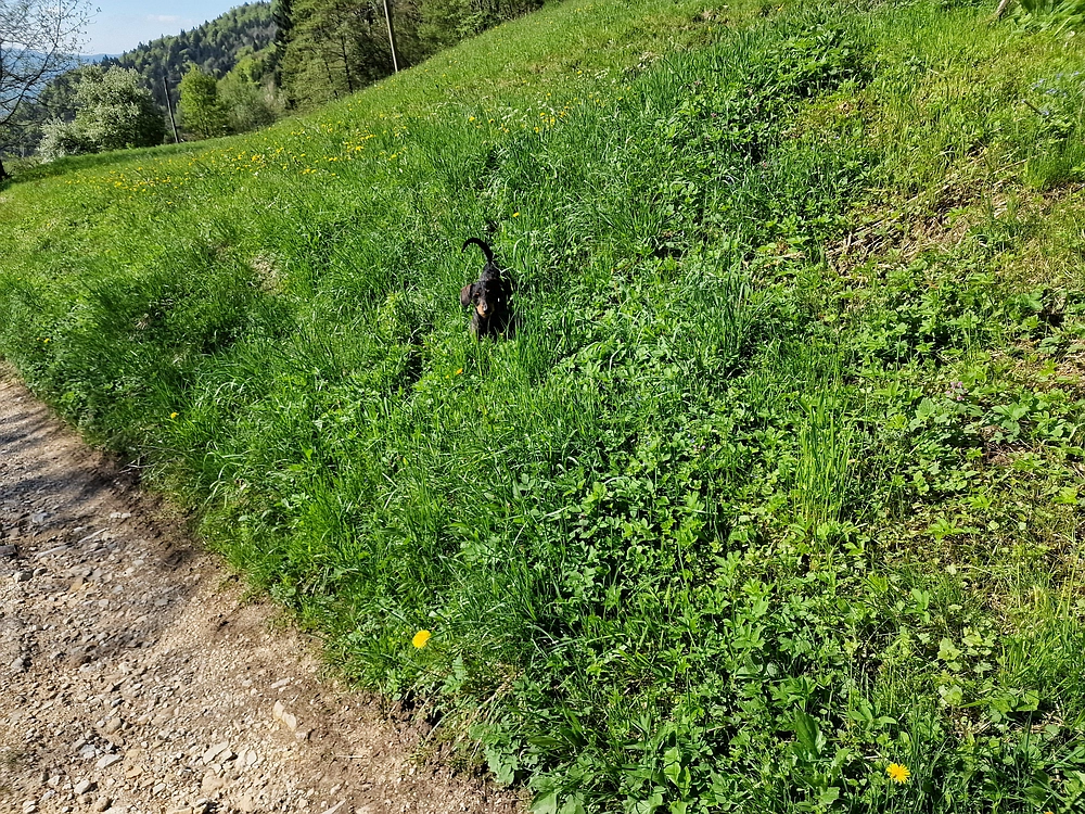 Slika je vidna v Google Chromu.