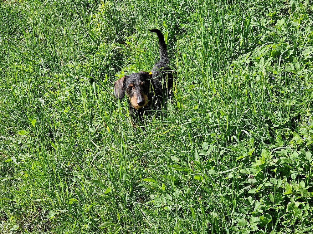 Slika je vidna v Google Chromu.