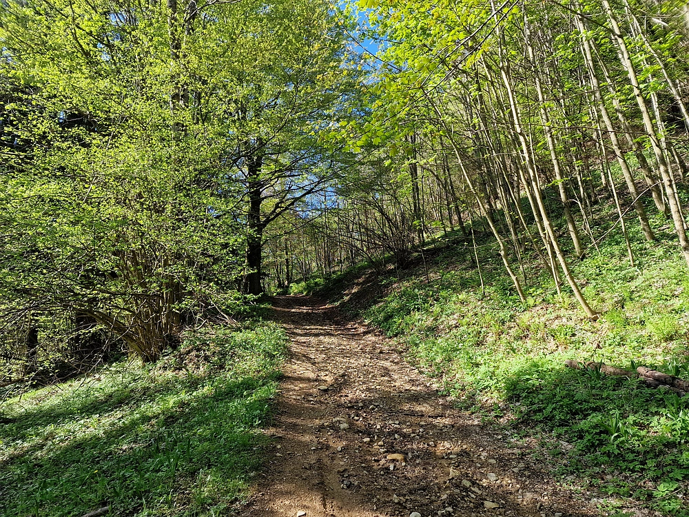Slika je vidna v Google Chromu.