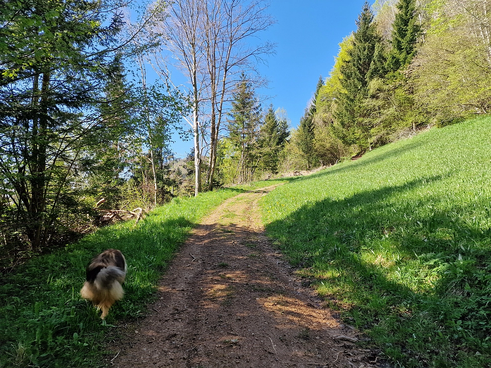 Slika je vidna v Google Chromu.