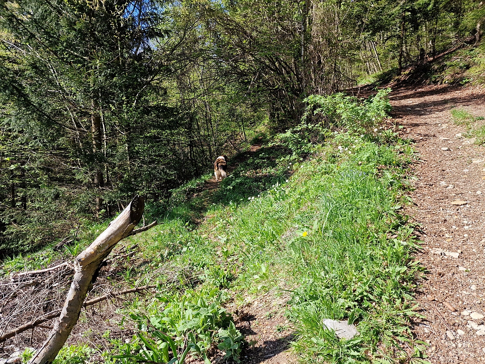 Slika je vidna v Google Chromu.