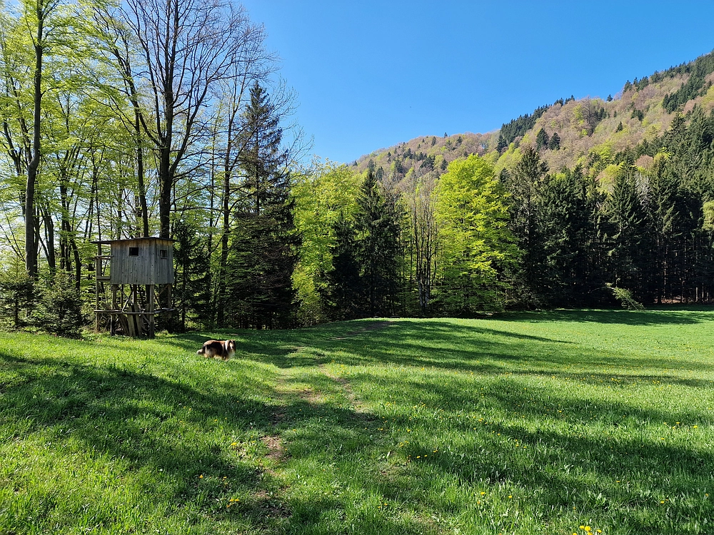 Slika je vidna v Google Chromu.