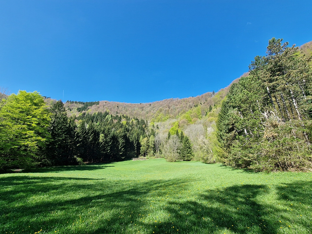 Slika je vidna v Google Chromu.