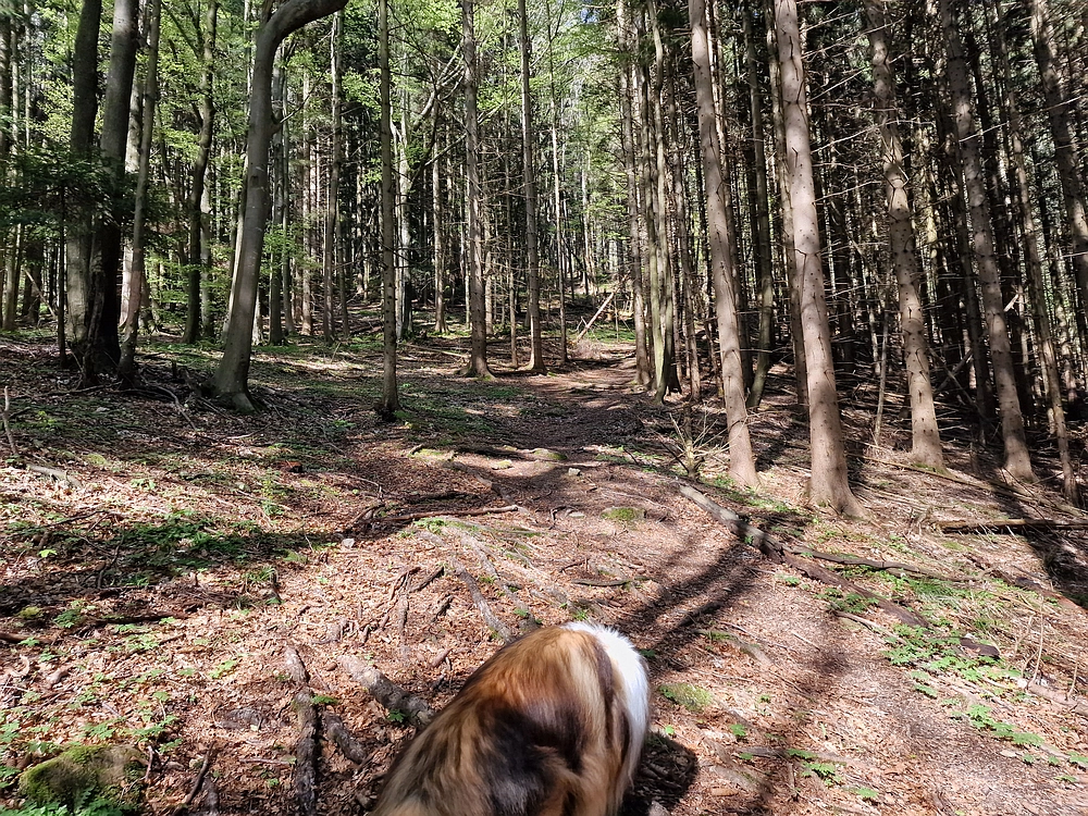 Slika je vidna v Google Chromu.