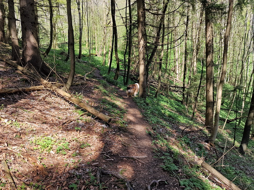 Slika je vidna v Google Chromu.