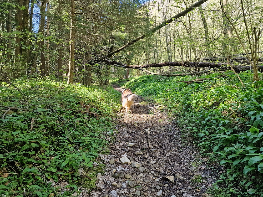 Slika je vidna v Google Chromu.