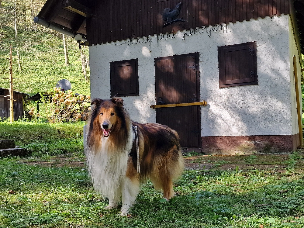 Slika je vidna v Google Chromu.