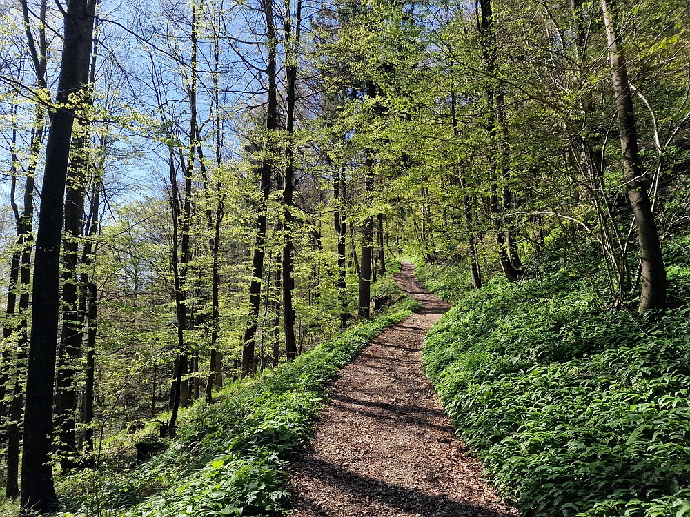 Slika je vidna v Google Chromu.